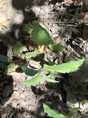 Eurybia radulina