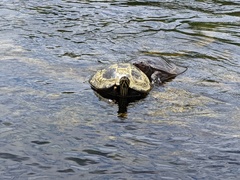 Pseudemys concinna suwanniensis