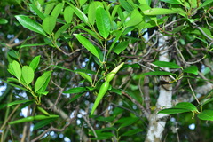 Anodendron affine