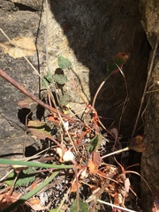 Eriogonum nudum nudum