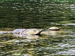 Pseudemys concinna suwanniensis