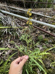 Crotalaria brevidens