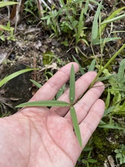 Crotalaria brevidens