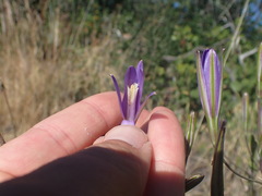 Brodiaea leptandra
