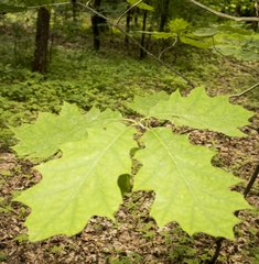 Quercus rubra