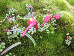 Utricularia menziesii