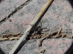 Steatoda autumnalis