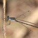 Plateau Spreadwing - Photo (c) Eric Isley, some rights reserved (CC BY-NC), uploaded by Eric Isley
