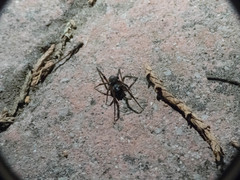 Steatoda autumnalis