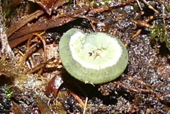 Trichiosoma triangulum