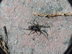 Steatoda autumnalis
