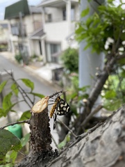 Lepidoptera
