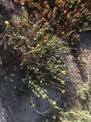 Grindelia stricta angustifolia