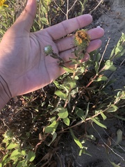 Grindelia stricta angustifolia