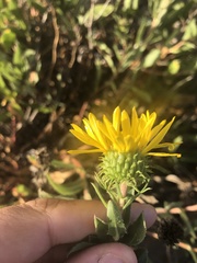 Grindelia stricta angustifolia