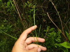 Glyceria acutiflora