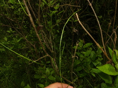 Glyceria acutiflora