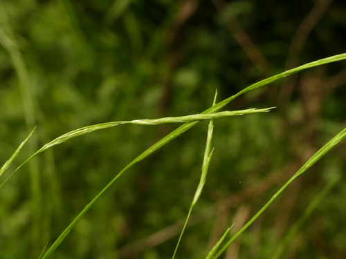 creeping mannagrass (Glyceria acutiflora)