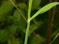 Glyceria acutiflora