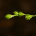 Carex albolutescens - Photo (c) Shaun Pogacnik, μερικά δικαιώματα διατηρούνται (CC BY-NC), uploaded by Shaun Pogacnik
