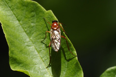 Xylophagidae