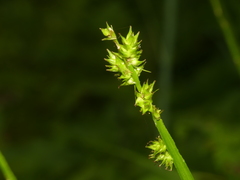 Carex conjuncta