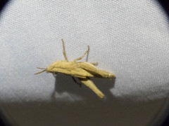 Orphulella tolteca