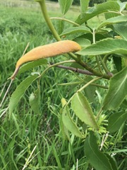 Puccinia sambuci