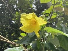 Hibiscus tiliaceus pernambucensis