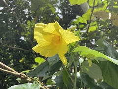 Hibiscus tiliaceus pernambucensis