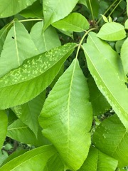 Pseudomicrostroma juglandis