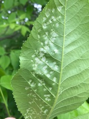 Pseudomicrostroma juglandis