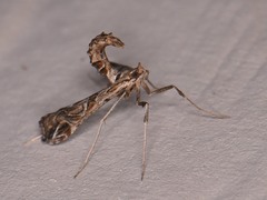 Lineodes interrupta
