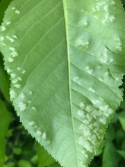 Pseudomicrostroma juglandis