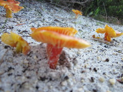 Hygrocybe polychroma