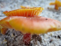 Hygrocybe polychroma