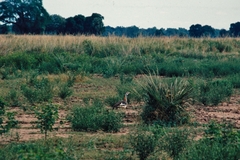 Neotis denhami jacksoni