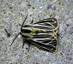 Apantesis virguncula