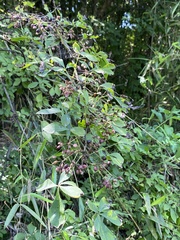 Eleutherococcus nodiflorus