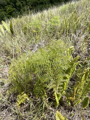 Pteridium caudatum