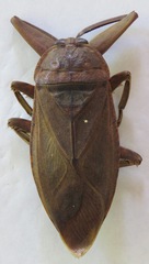 Lethocerus collosicus