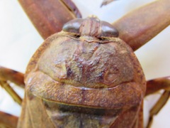 Lethocerus collosicus