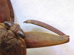 Lethocerus collosicus