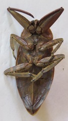 Lethocerus collosicus