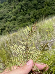 Pteridium caudatum