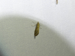Odontiinae