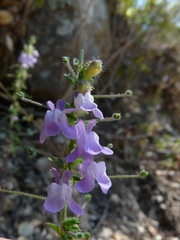 Sairocarpus vexillocalyculatus vexillocalyculatus