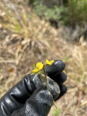 Crotalaria stipularia