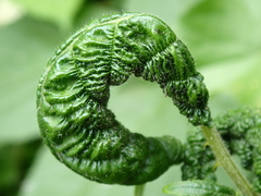 Phylloplecta tripunctata