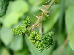 Phylloplecta tripunctata